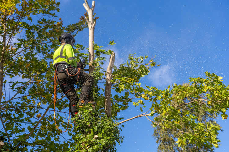 Arborist cutting tree branches with safety gear