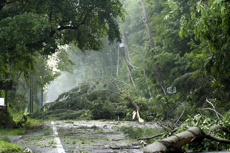 Fallen trees block road after severe storm damage