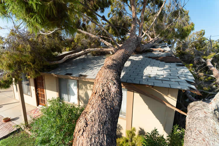 Fallen tree damaging house roof