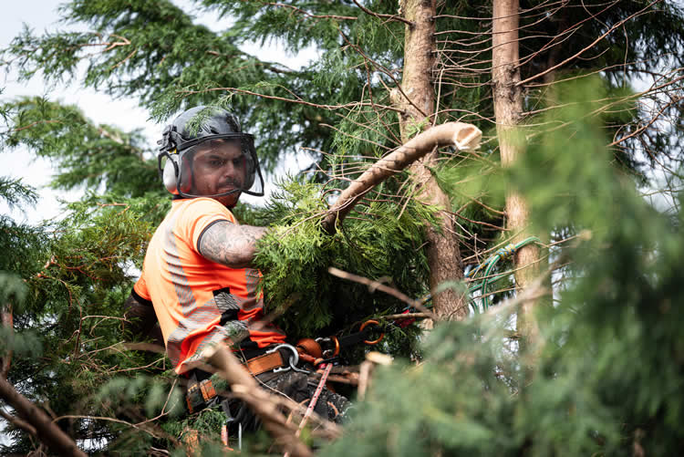 Arborist cutting tree branches with safety gear