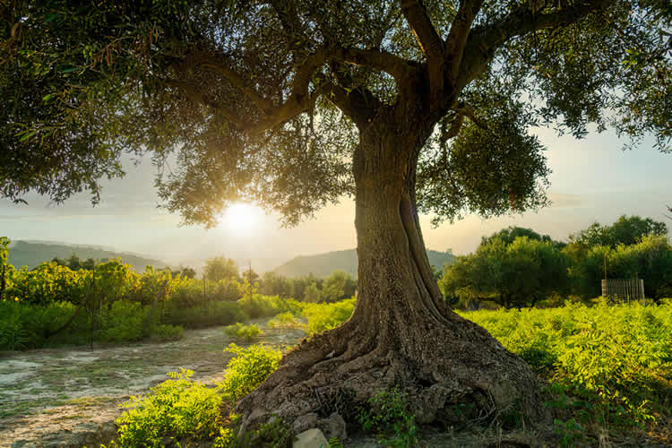 Sunlight shining through branches of an old olive tree