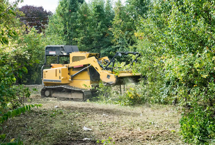Forestry mulcher clearing dense trees and vegetation