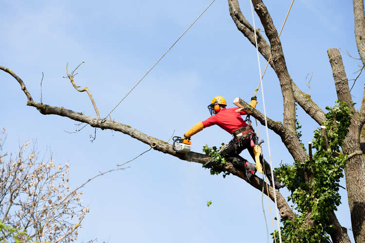 Arborist cutting tree branches with chainsaw safely