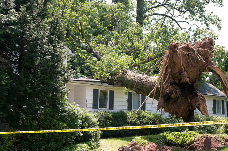 Fallen tree damages house roof after storm