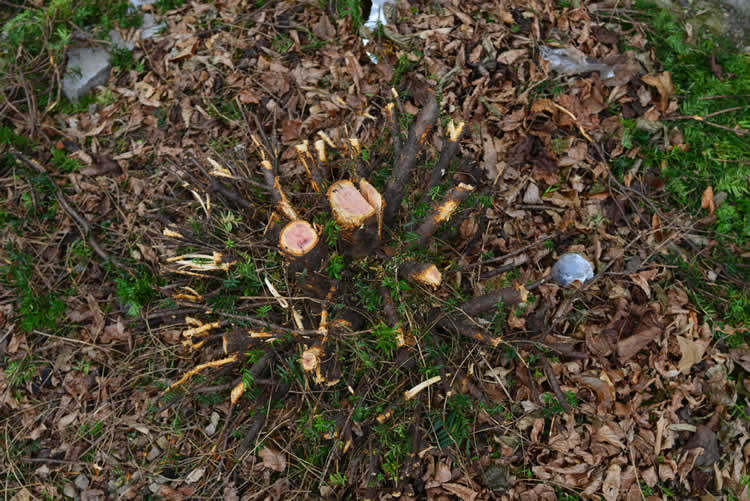 Freshly cut tree stump surrounded by dry leaves