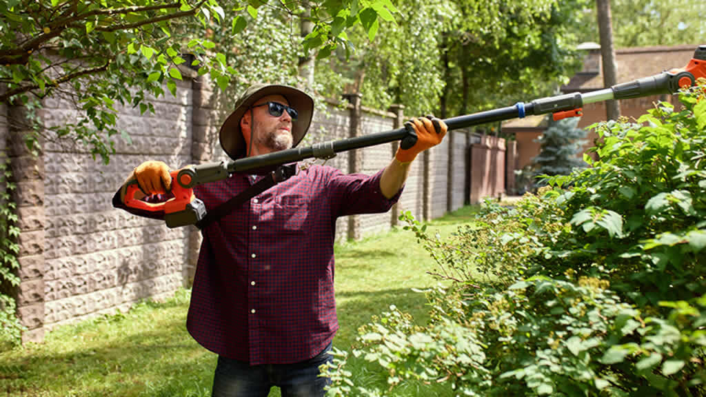 DIY Tree Trimming: What’s Safe and What’s Not