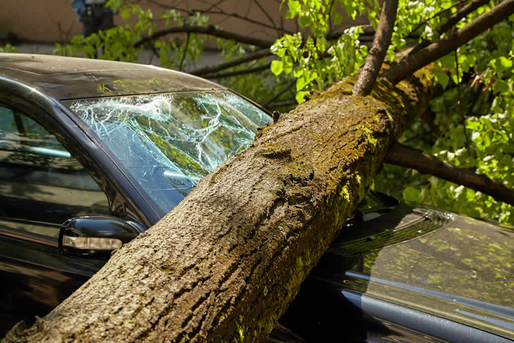 How to Spot a Dangerous Tree Before It Falls